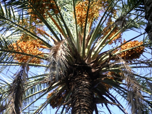 165 L 3 day trip 2.78 Tozeur oasis